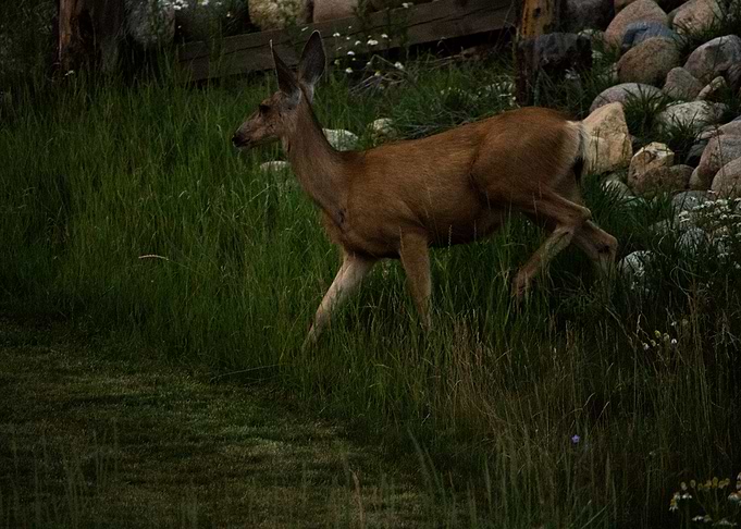 The Doe