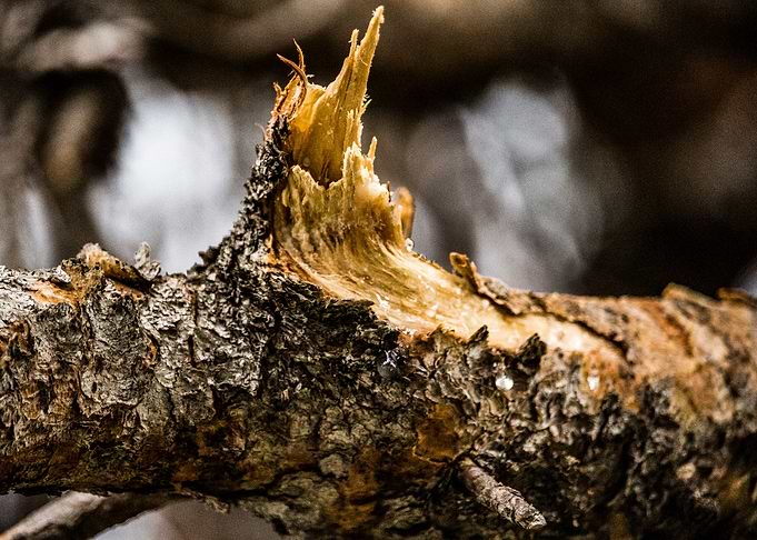 The Branch
