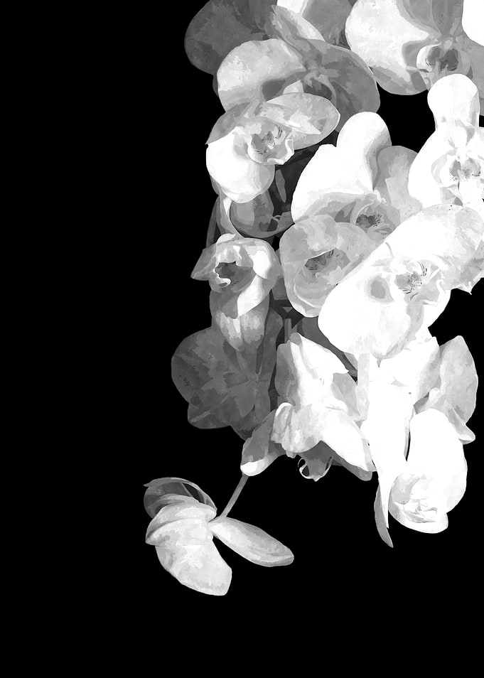 White Orchids
