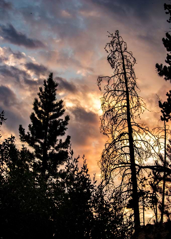 The Sunset Trees