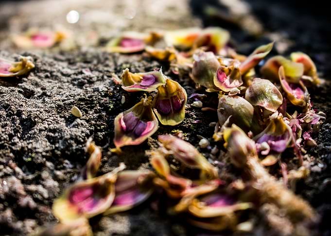 The Trail of Petals
