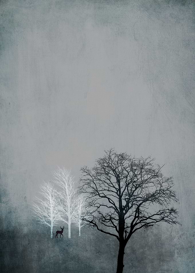 NOVEMBER FOREST