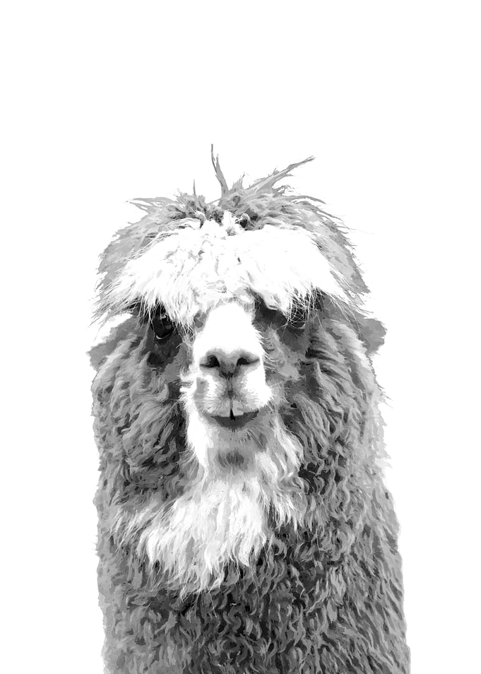 Black and White Alpaca