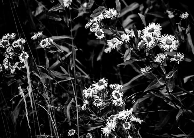 The Little Daisies
