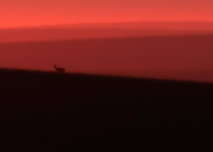 Deer in red glow
