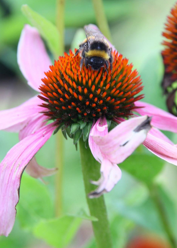 Bumblebee