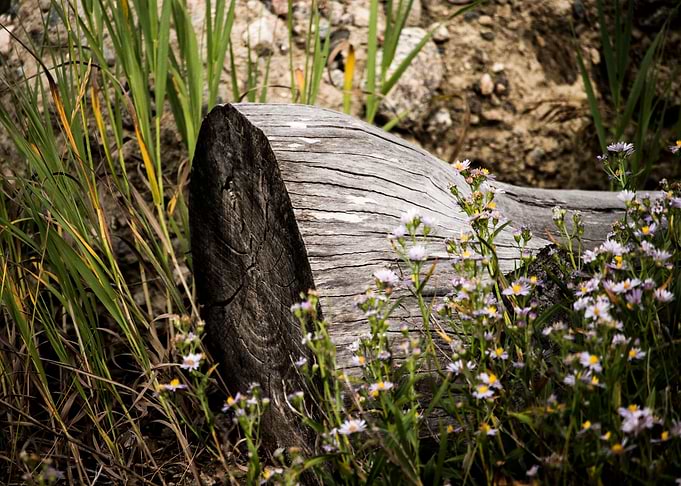 The Log