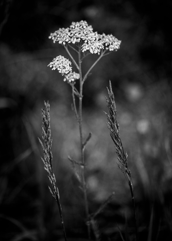 Natural Symmetry