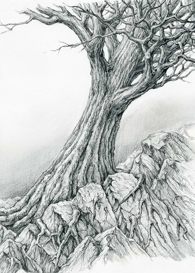 A Tree Among the Rocks