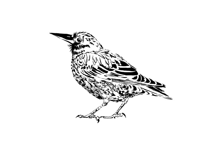starling