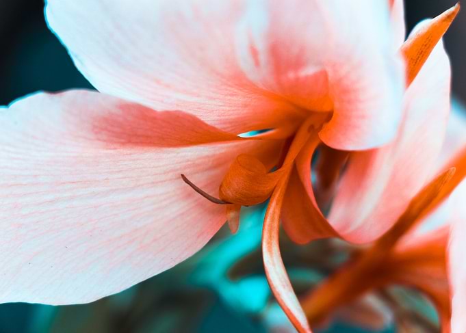 Pink Flower