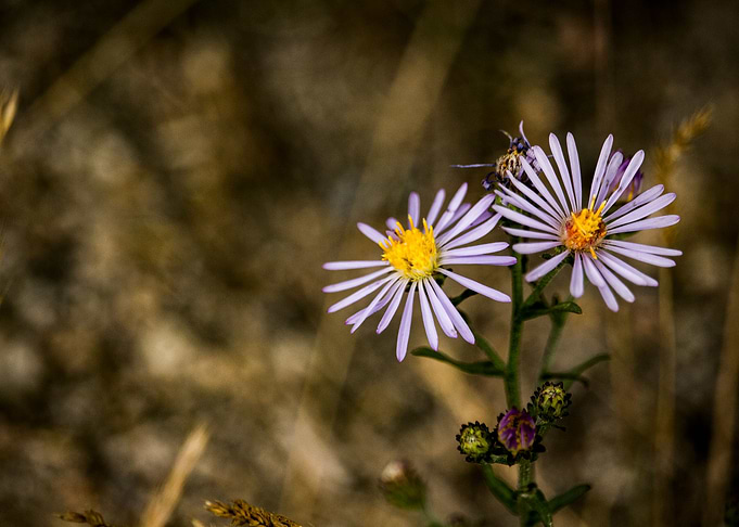 Purple Daisies
