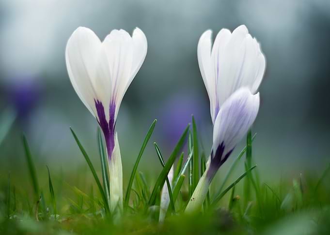Spring Flower