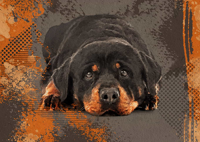 Cute Rottweiler