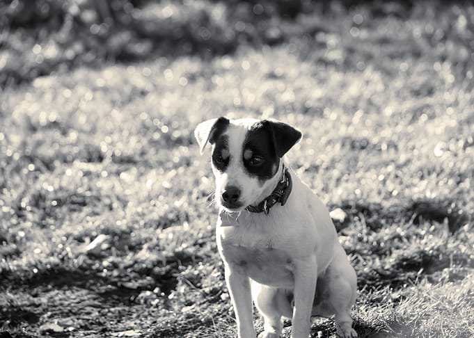 Cute dog portrait alone