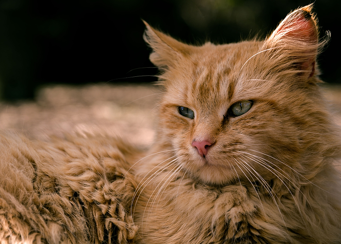 Wild Cat