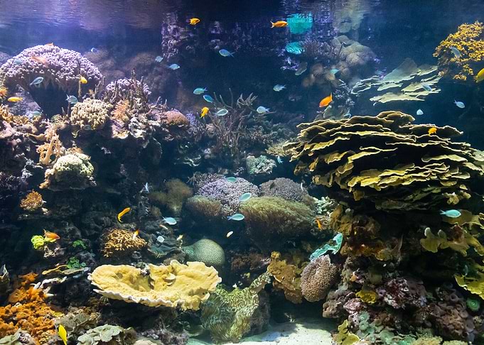 Underwater Scene