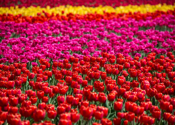 Tulip field Vibrant Color