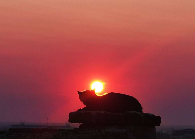 Black Cat