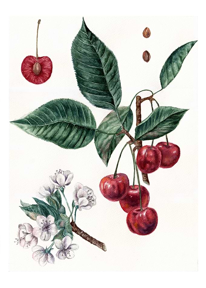 Cherry Botanical Art