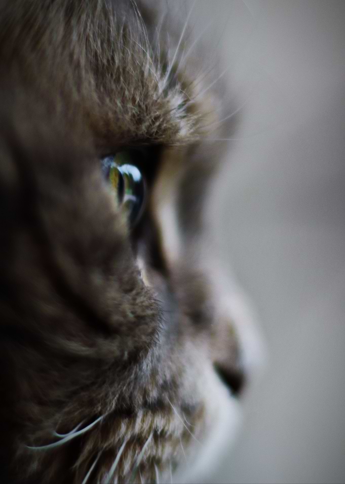Cat face
