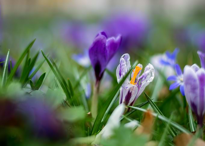 Spring Flower