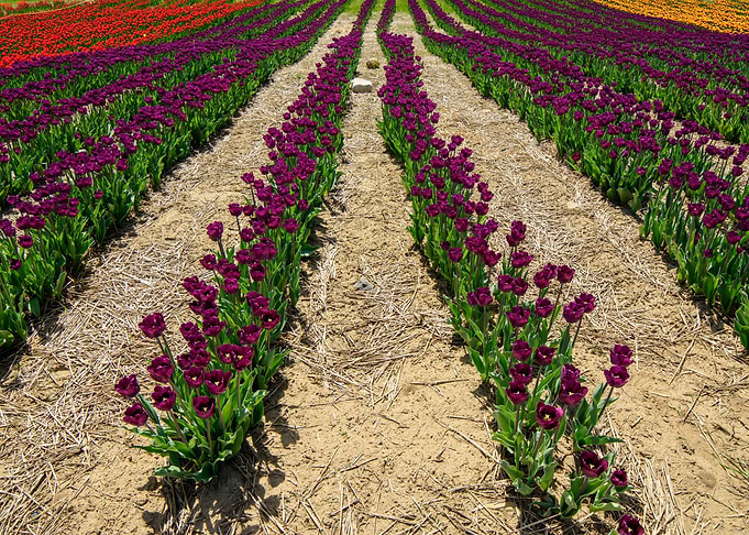 Purple tulips in field