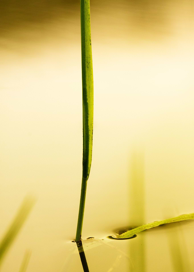 Water Flower