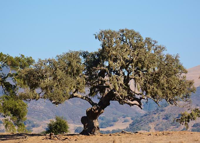 California Oak