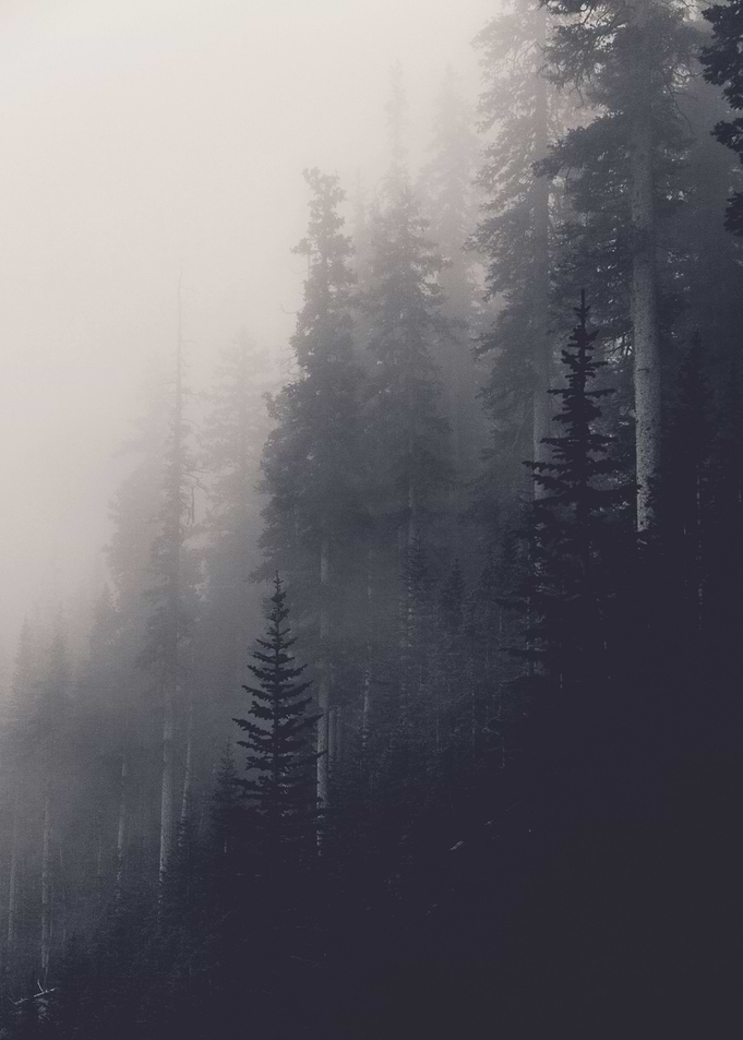forest poster