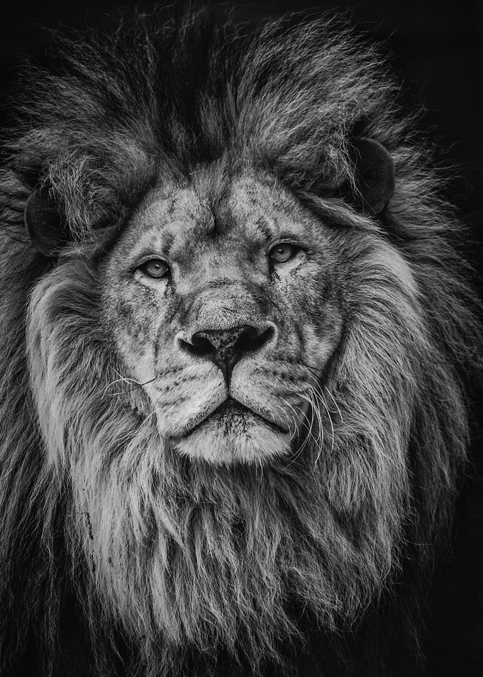 Regard d un lion