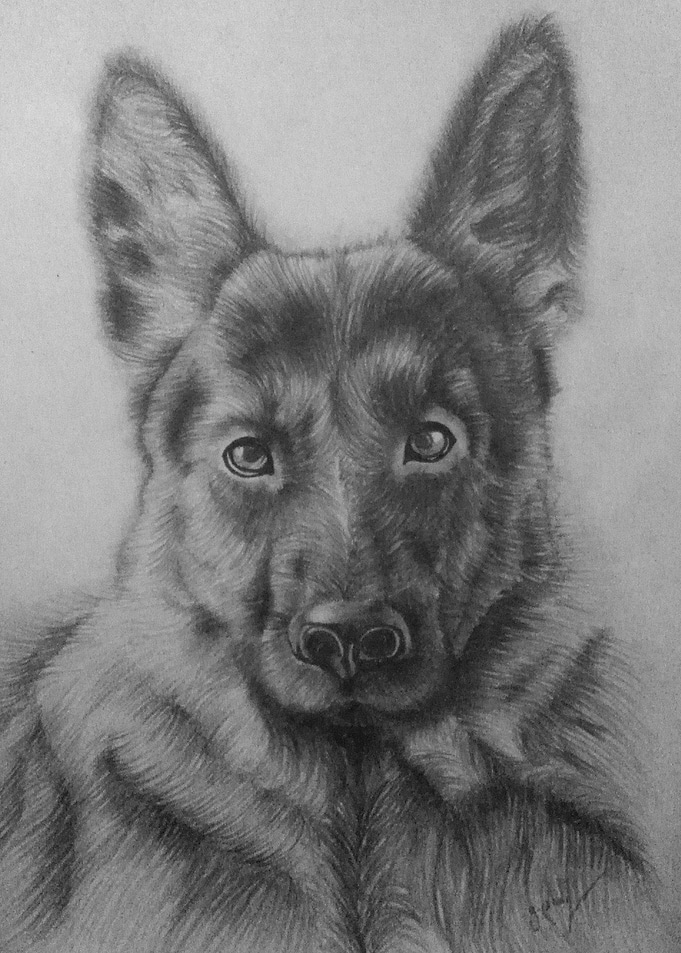 Dog Drawing