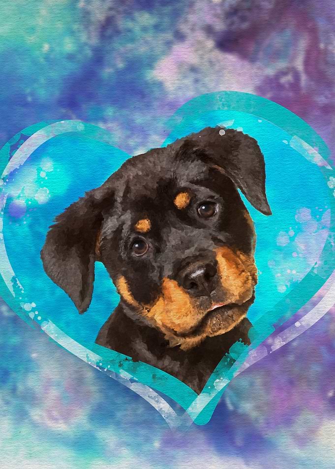 Rottweiler Puppy