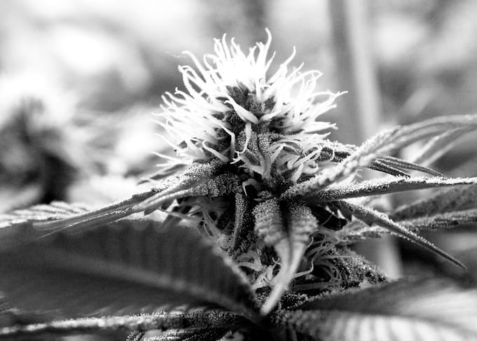 IN Bloom