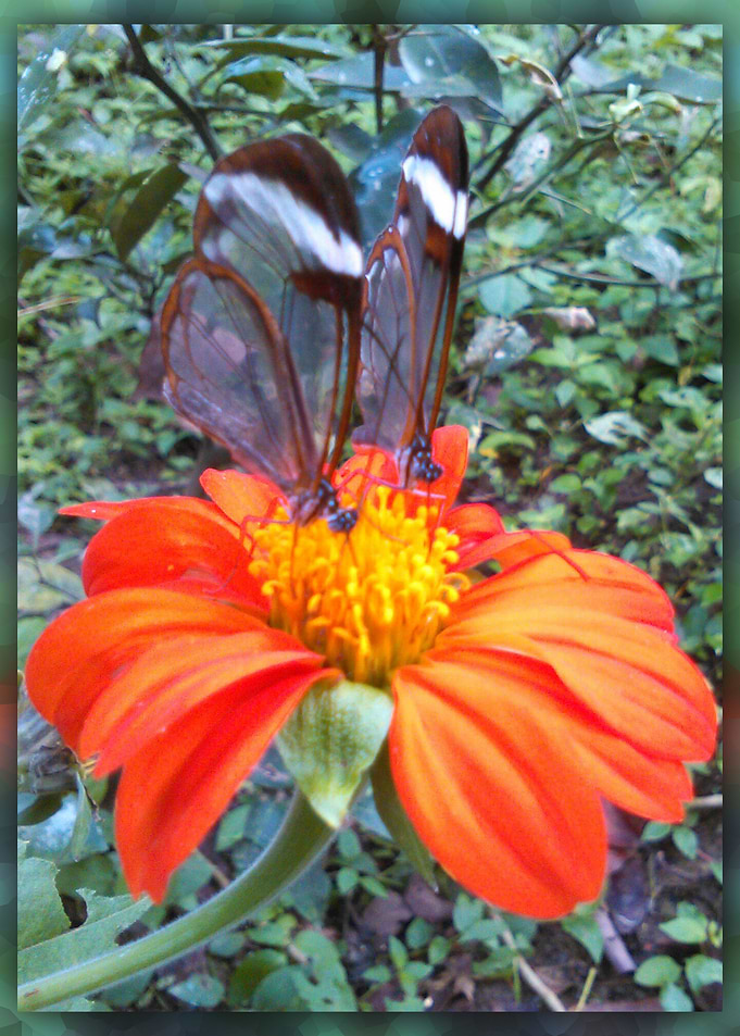 Glasswing butterfly
