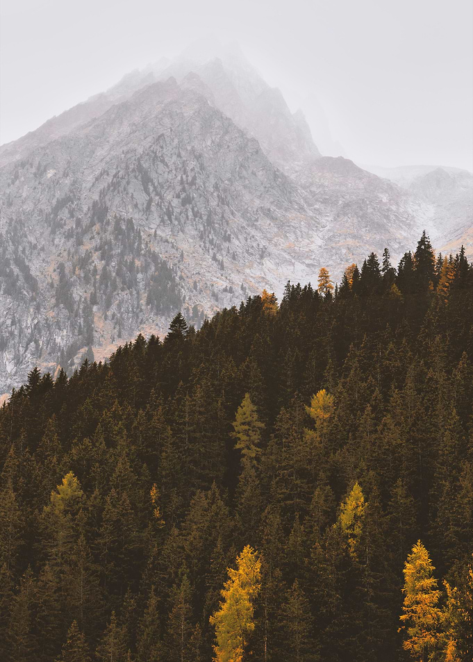 Rising Forest