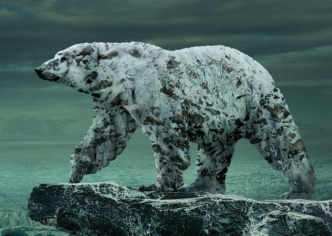 polar bear