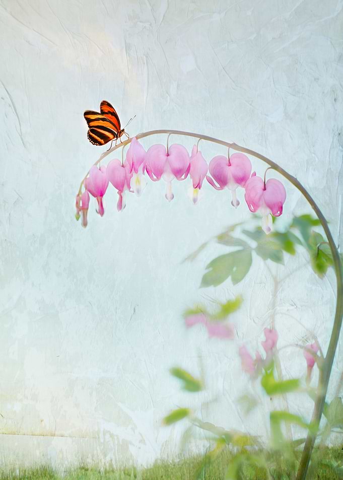 Butterfly on Heart