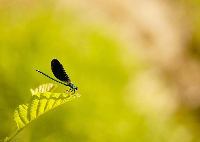 Dragonfly