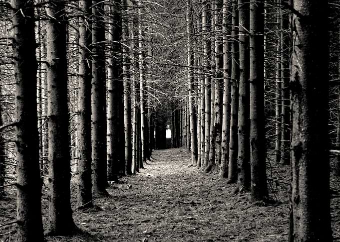 Trees