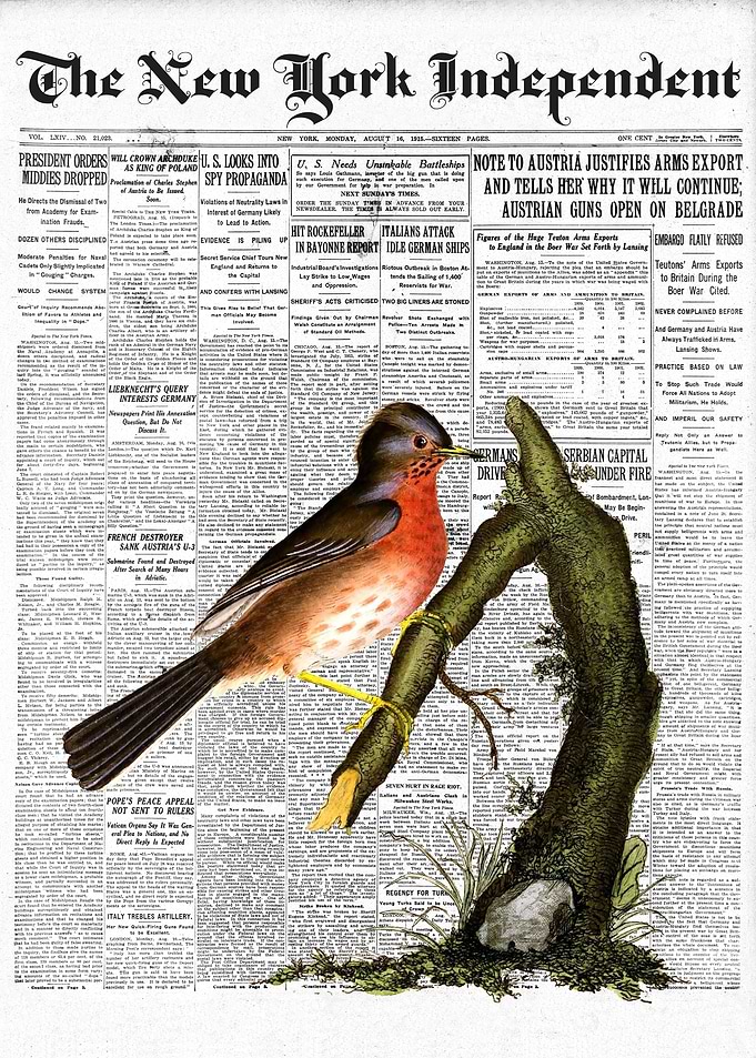 Warbler Bird Newspaper