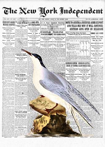 Common Tern Bird Newspaper