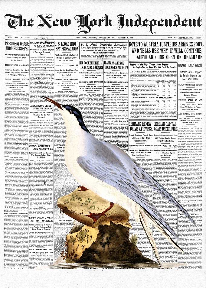 Common Tern Bird Newspaper