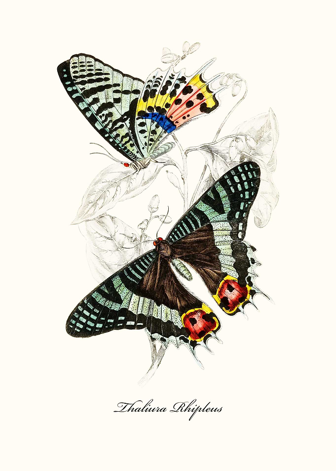 Butterfly
