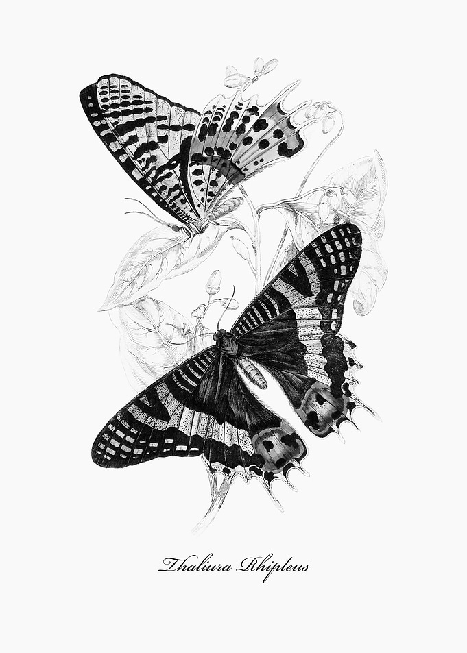 Butterfly