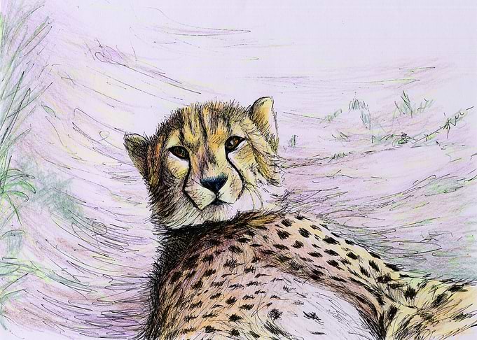 leopard