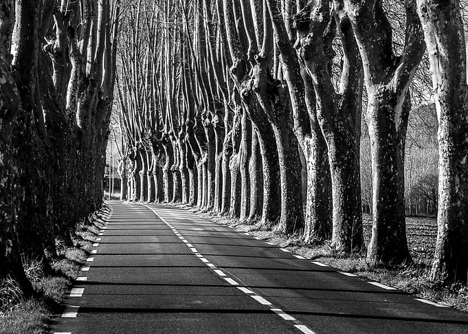 A secured tree road