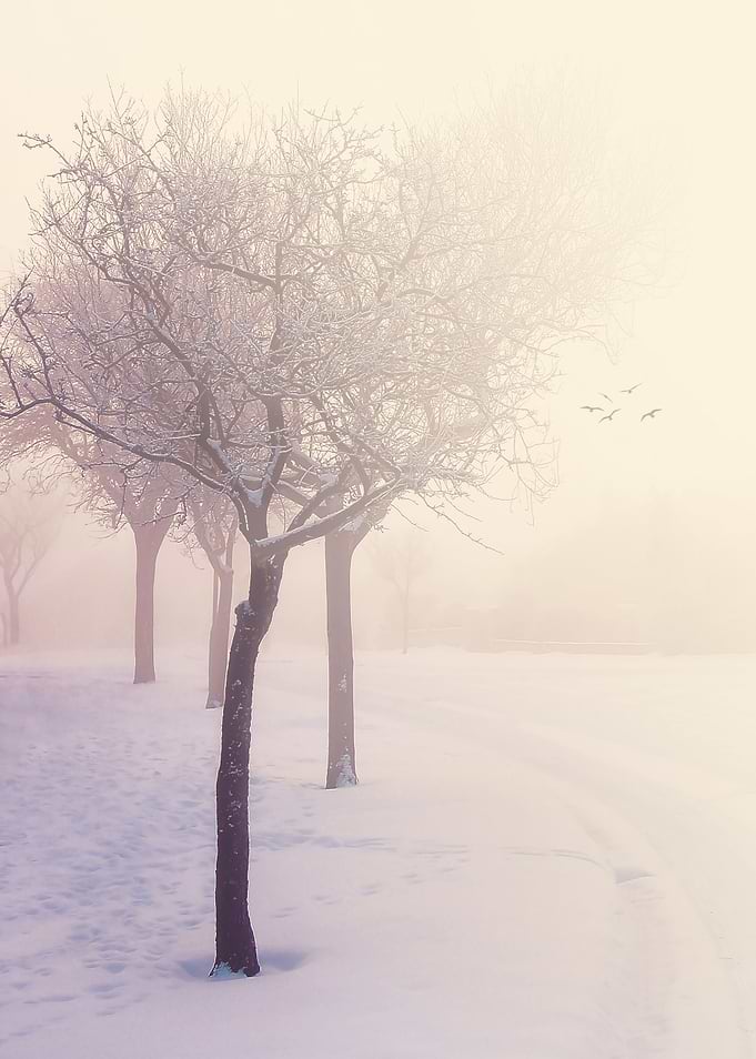 Peaceful Winter Morning