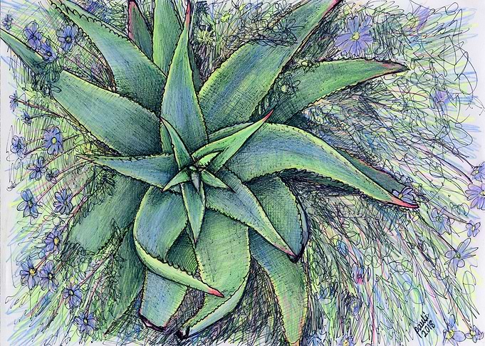 aloe