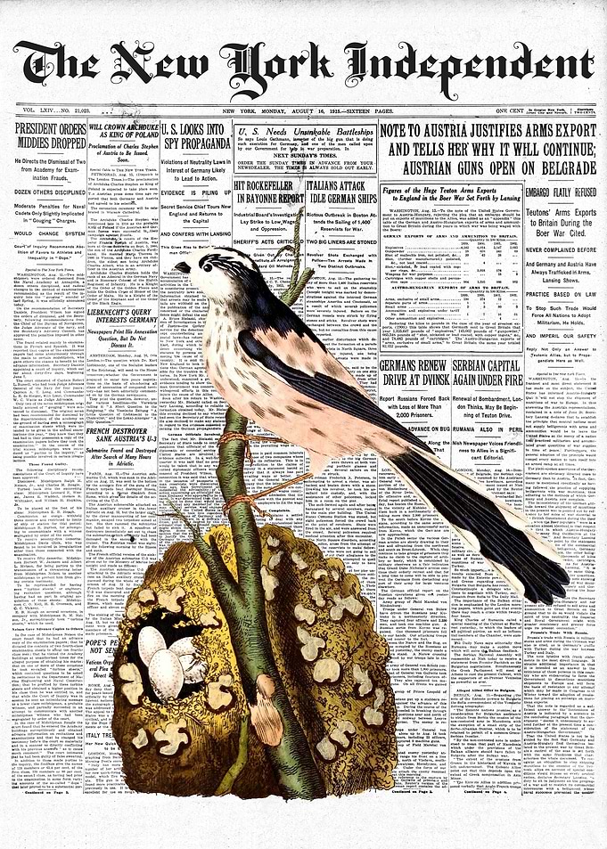 Titmouse Bird Newspaper